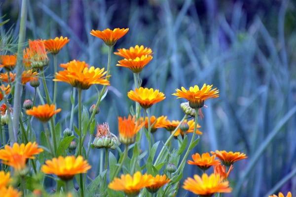 Natur anlage feld wiese
 Foto