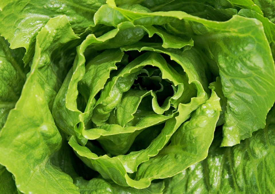 Leaf food salad green