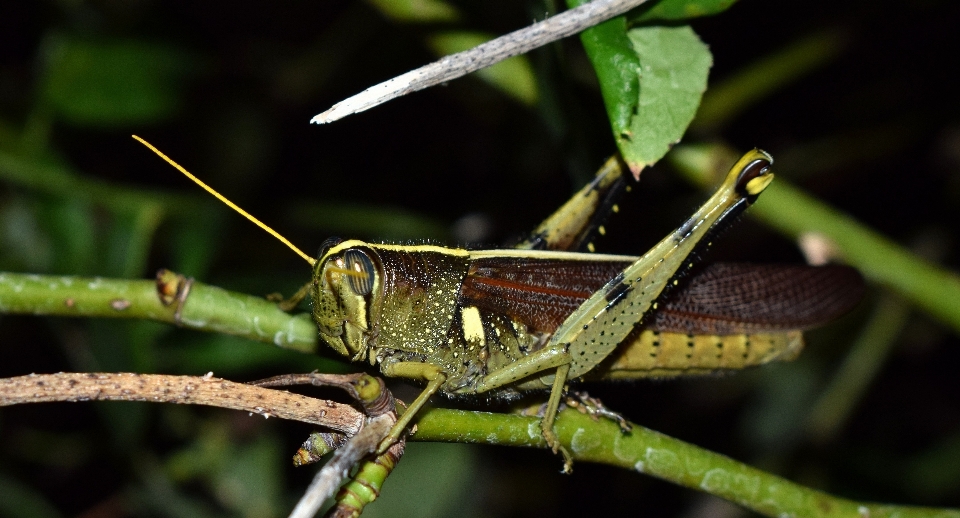 Natura noc fotografia dzikiej przyrody