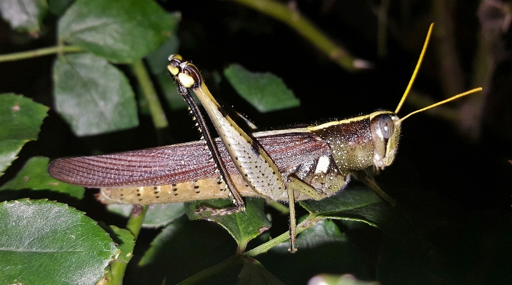 Foto Natureza noite folha animais selvagens