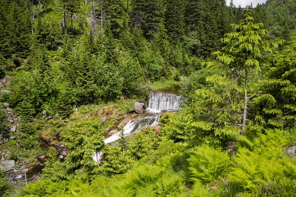 風景 木 自然 森 写真