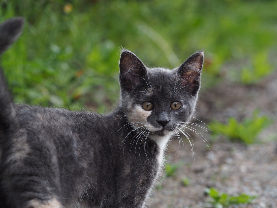 Natura all'aperto animale domestico gattino