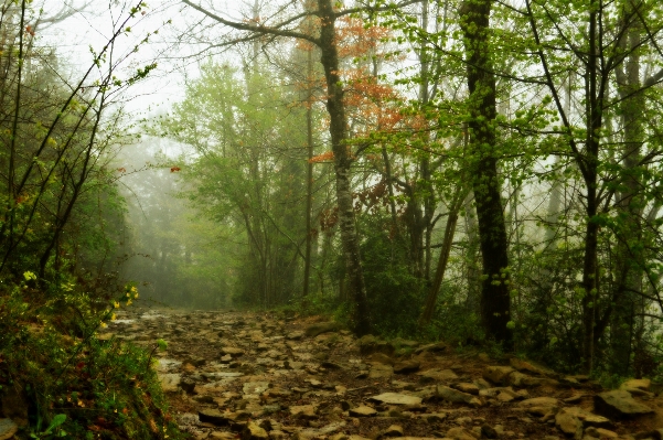 Tree nature forest path Photo