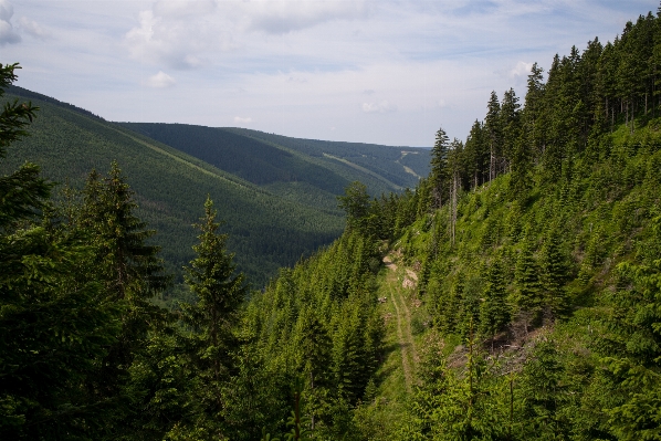 Landscape tree nature forest Photo