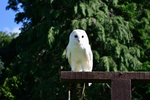 鳥 嘴 フクロウ fauna 写真