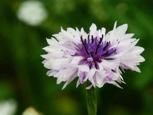 Blossom plant white flower Photo