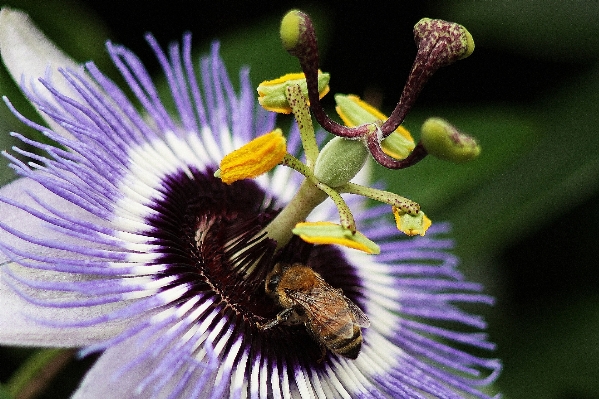 Nature blossom plant photography Photo