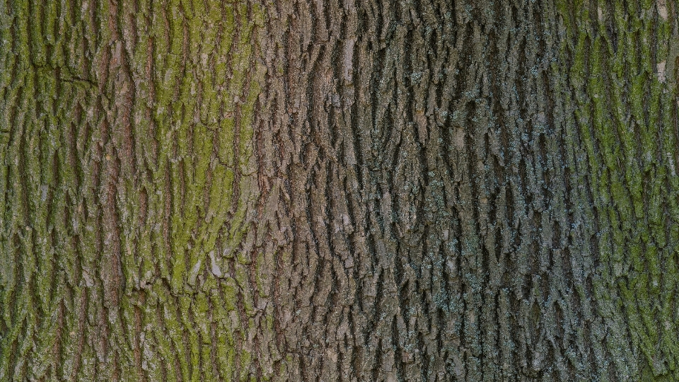 Baum wald gras zweig