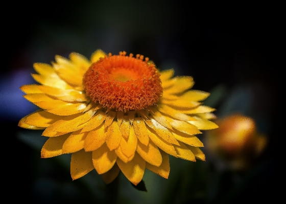 Foto Tanaman bunga daun kuning