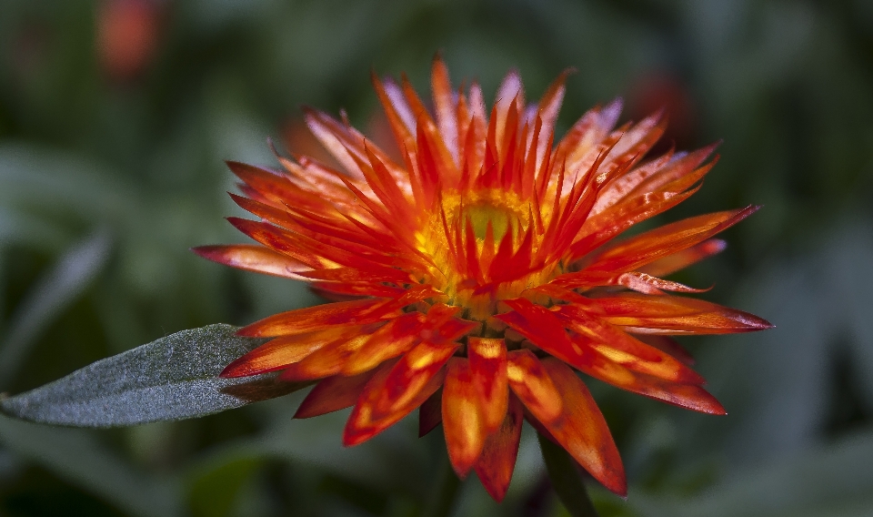 Naturaleza planta flor pétalo