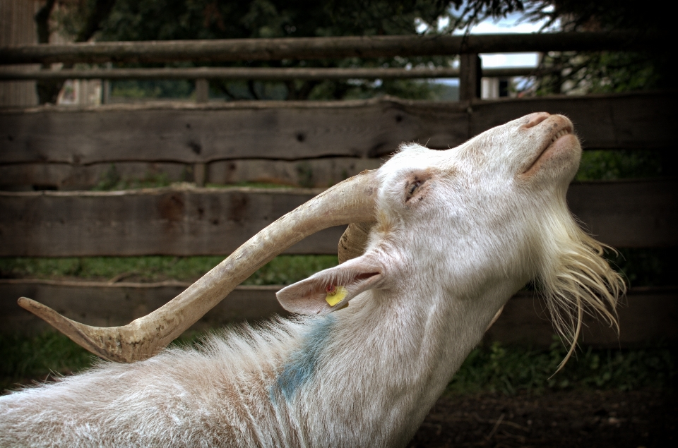 Natura animale animali selvatici capra