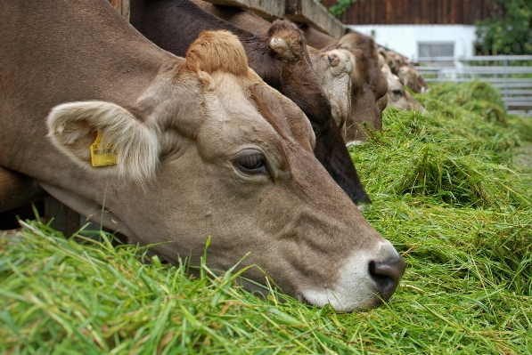 Nature grass farm meadow Photo