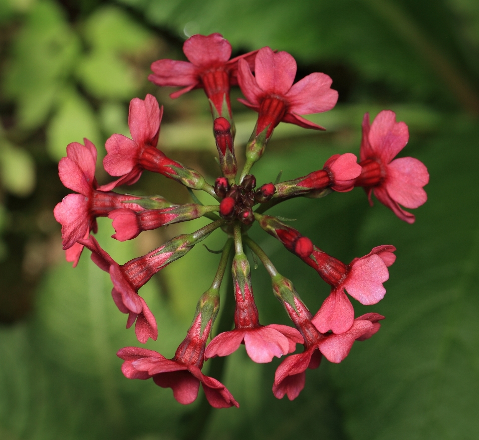 Blossom plant leaf flower