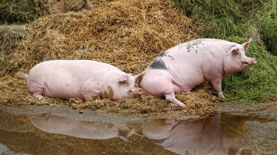 Granja ganado mamífero sucio