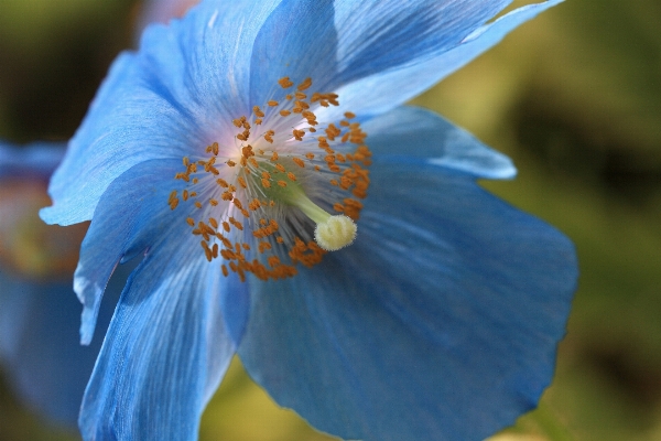 Nature blossom plant photography Photo