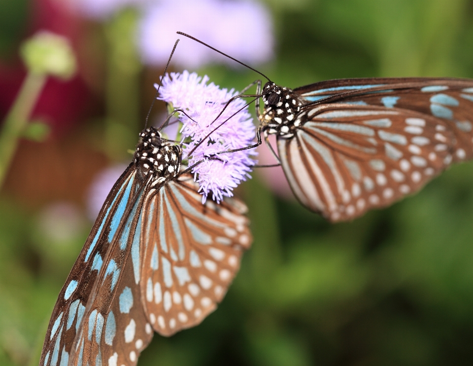 Natura ala fotografia fiore