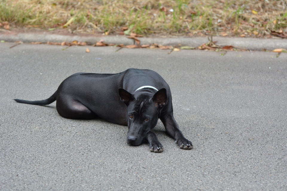 Anak anjing imut-imut peliharaan