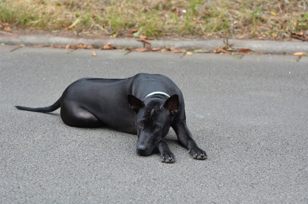 Puppy dog cute pet Photo