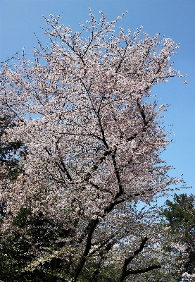 木 ブランチ 花 植物 写真