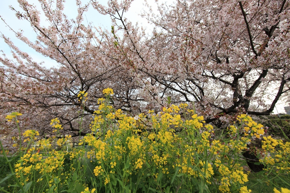 Arbre bifurquer fleurir usine