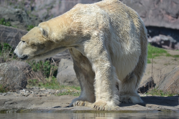 Animal bear wildlife zoo Photo