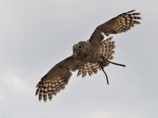 鳥 羽 飛ぶ 野生動物 写真