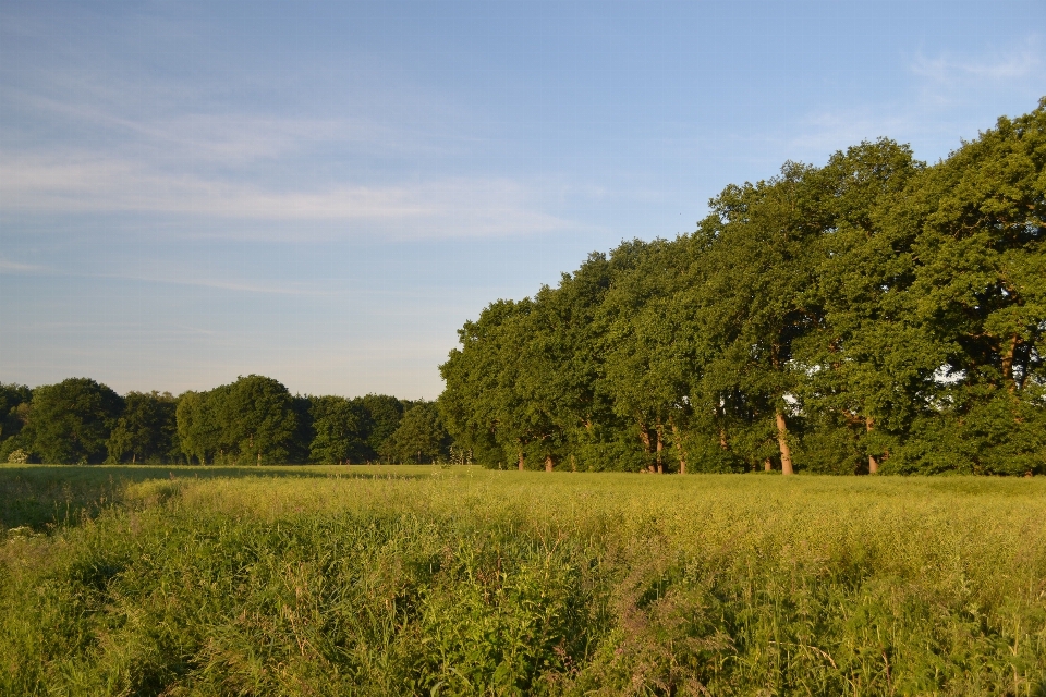 Landschaft baum natur wald