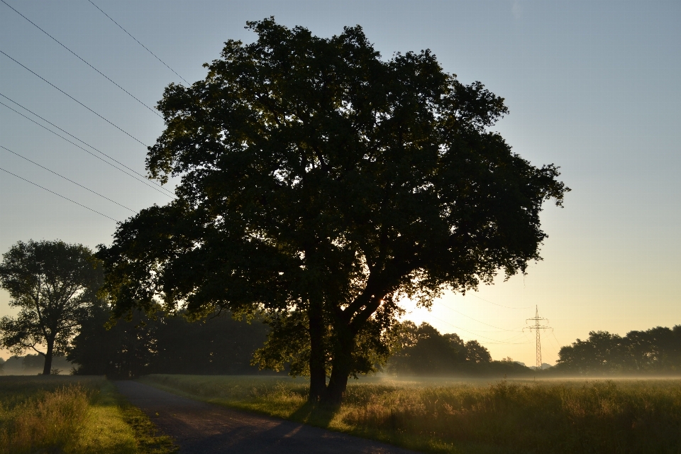 Tree nature forest branch