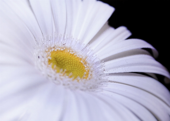 花 黒と白
 植物 白 写真