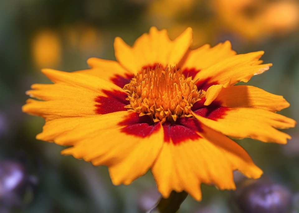 Nature fleurir usine cosmos
