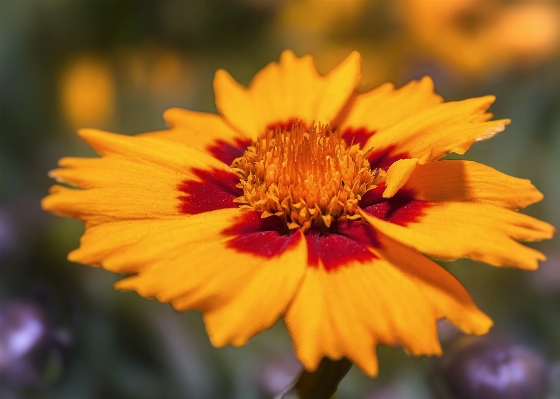 Nature blossom plant cosmos Photo