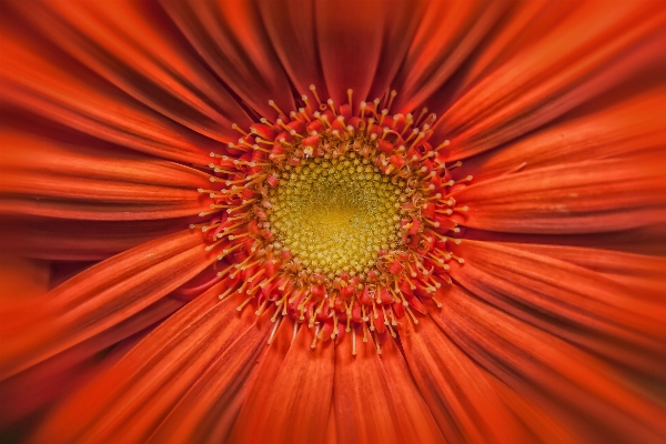 Blossom plant photography sunlight Photo