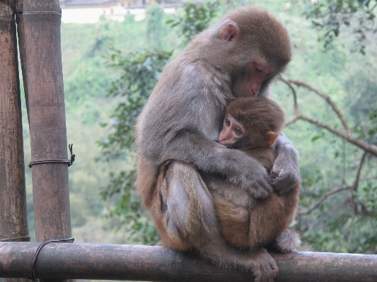 Animal wildlife zoo mammal Photo