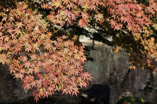 Tree branch blossom plant Photo