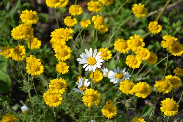 Nature plant white meadow Photo