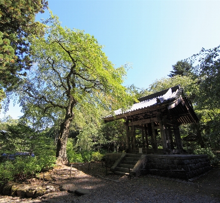 Tree house high shrine Photo