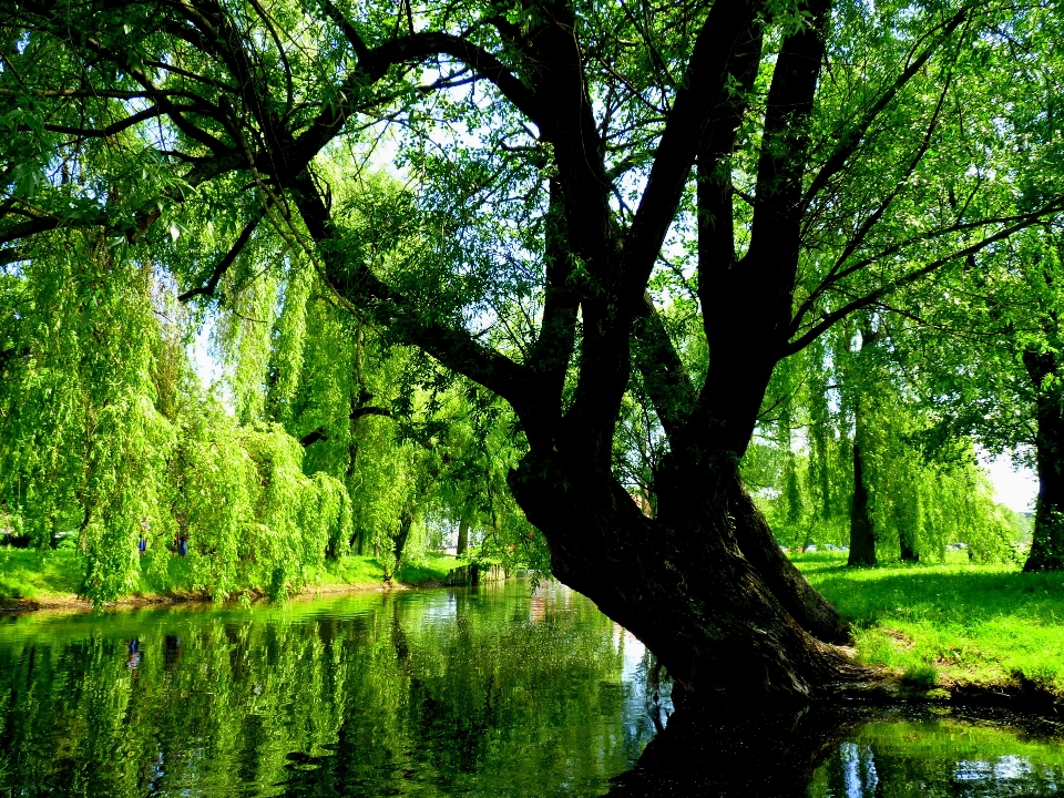 Arbre nature forêt bifurquer