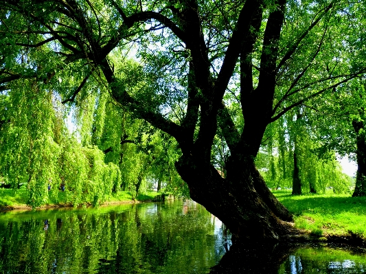 Baum natur wald zweig Foto