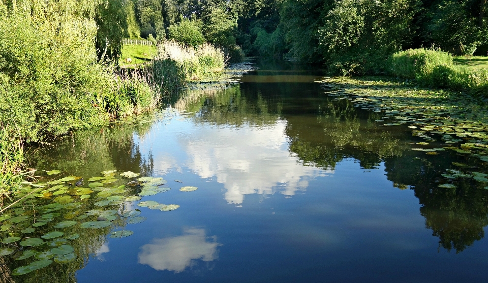 Paysage arbre eau nature