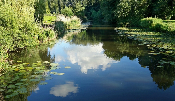 Landscape tree water nature Photo