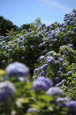 Foto Naturaleza florecer planta prado
