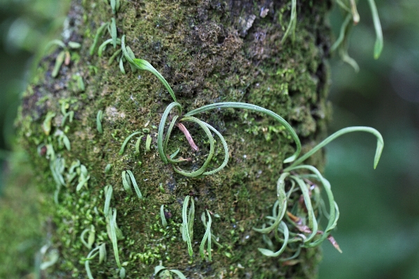 木 森 ブランチ 植物 写真