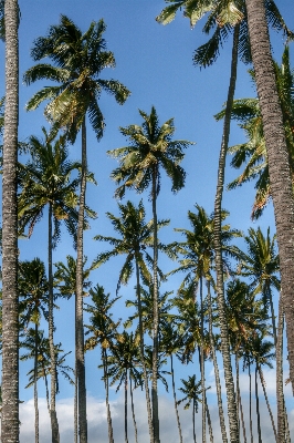 Baum zweig anlage palme Foto