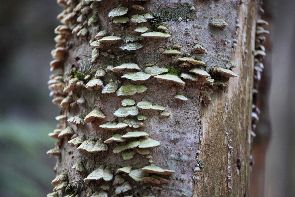 Tree nature branch plant Photo