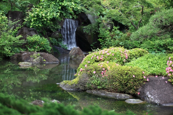 Tree water forest rock Photo