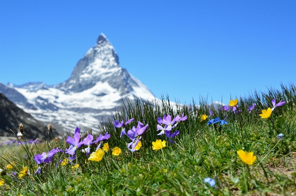 Nature mountain plant field Photo