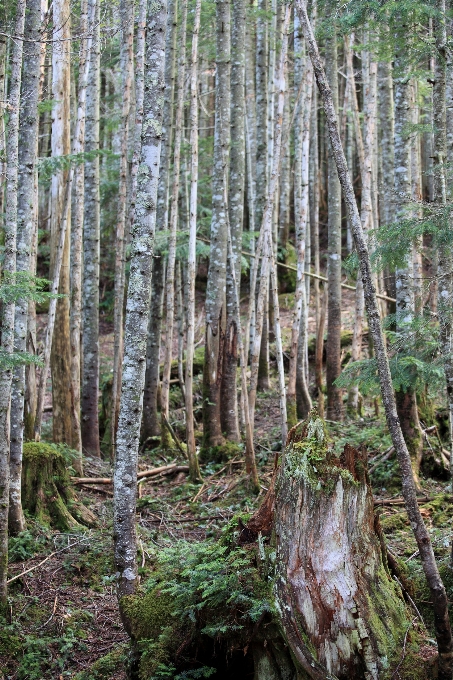 árvore floresta pântano região selvagem
