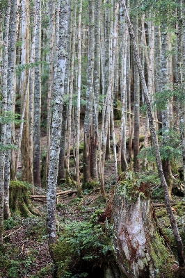 Baum wald sumpf wildnis
 Foto