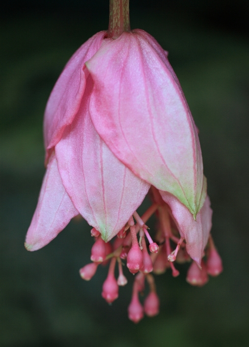 Fleurir usine feuille fleur