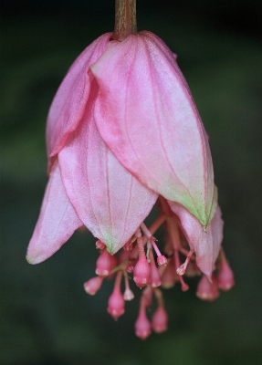 Blossom plant leaf flower Photo